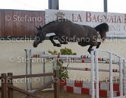 Capri FZ TosTour2013- S5 2971 : Arezzo, Arezzo Equestrian Centre, Capri FZ, Cavalli d'Italia, Toscana Tour 2013, foto di Stefano Secchi ©